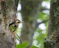 Curious baby bird explores its environment