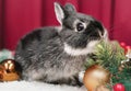 Curious baby Black silver marten netherland dwarf rabbit pose christmas decoration