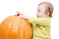 Curious baby boy playing with pumpkin Royalty Free Stock Photo