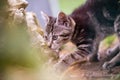 Curious baby cat exploring its environment Royalty Free Stock Photo