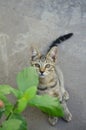 Curious baby cat staring through the leaves. Royalty Free Stock Photo