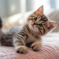 tabby kitten looking curious, on a pink bed Royalty Free Stock Photo