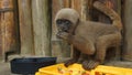 Curious baby Chorongo monkey eating fruit in the El Coca Zoo staring at the camera lens.