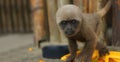 Curious baby Chorongo monkey staring at the camera lens.