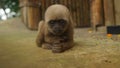 Curious baby Chorongo monkey staring at the camera lens.
