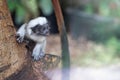 Curious baby cotton-headed tamarin on the tree trunk. Saguinus oedipus.