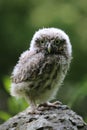 Curious baby Little owl Athene noctua, looking at the camera Royalty Free Stock Photo