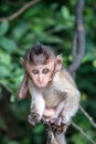 Curious Baby Monkey Eyes, Thailand Royalty Free Stock Photo