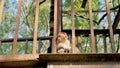 Curious baby monkey sitting on a Sky walk grill