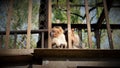 Curious baby monkey sitting on a Sky walk grill