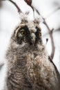 Curious Baby Owl on Branch