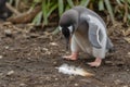 curious baby penguin approaching a feather on the ground Royalty Free Stock Photo