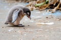 curious baby penguin approaching a feather on the ground Royalty Free Stock Photo