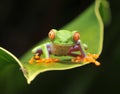 Curious baby red eyed green tree frog, costa rica Royalty Free Stock Photo