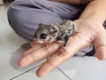 Curious Baby Squirrel Perched on a Palmed Oasis