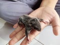 Curious Baby Squirrel Perched on a Palmed Oasis