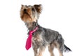 Curious baby yorkshire terrier pup with pink tie looking up Royalty Free Stock Photo