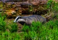 Curious badger walking around in a forest