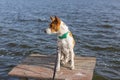 Curious Basenji dog sitting and relaxing on fishermen wooden table on Dnipro riverside in Ukraine