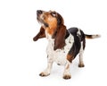 Curious Basset Hound Dog Looking Up Royalty Free Stock Photo