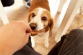 Curious beagle dog eating something