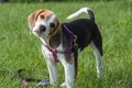 Curious Beagle puppy sniffing the grass for the first time