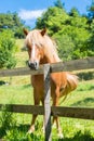 Curious, beautiful brown horse at a paddock