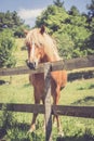 Curious, beautiful brown horse at a paddock