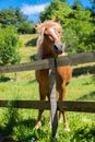 Curious, beautiful brown horse at a paddock