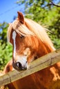 Curious, beautiful brown horse at a paddock