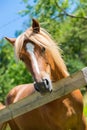 Curious, beautiful brown horse at a paddock