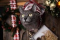 A curious beautiful cat in a red knitted Christmas pullover