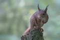 Curious beautiful and cute Eurasian red squirrel Sciurus vulgaris on a tree trunk In the forest of the Netherlands.