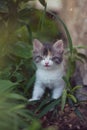 Curious beautiful multi-colored kitten hid and squinted in the bushes among the leaves