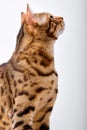 curious Bengal cat in front of white background, looking at side, close-up