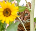 A curious Bengal cat hiding behind a sunflower Royalty Free Stock Photo