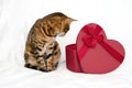 Curious bengal cat sitting by red heart-shaped gift on white background looking into box.Getting presents for Valentine Royalty Free Stock Photo