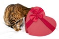 Curious bengal cat sitting by red heart-shaped gift on white background looking into box.Getting presents for Valentine Royalty Free Stock Photo