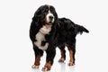 curious bernese mountain dog standing and looking around