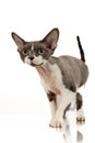 Curious bicolor Devon Rex kitten sitting on white background.Unusual curly-haired cat breed isolated on white. Royalty Free Stock Photo
