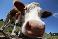 curious cow photographed with fisheye lens Royalty Free Stock Photo