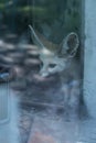 Curious big-eared fox in the window is watching the tourists` mobile phone in the Chongqing Zoo