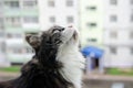 Curious big fluffy cat sits on the balcony and looks up