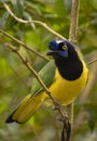 curious bird with black, blue, yellow and green feathers looking at the camera