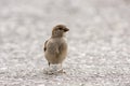 Curious bird. Cute small house sparrow, Passer domesticus