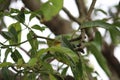 A curious bird looks down the ground from a tree. Eyes of the bird are amazingly big and beautiful