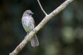 Curious bird perched on a diagonal branch with a dark background