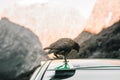 curious bird on roof from green car walking with curved beak near stunning calm rocky mountains at sunset, mirror lake Royalty Free Stock Photo