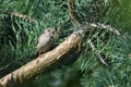 A curious bird on the branch