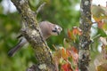 Eurasian Jay bird in tree